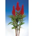 ΤΣΕΛΟΖΙΑ  ΠΛΟΥΜ.  ΚΟΚΚΙΝΗ  CELOSIA  PL CENT ROOD
